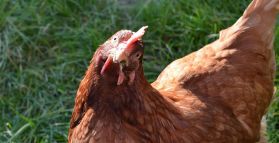 Backyard poultry health goes viral for Sustenhance’s Chicks Gone Wild