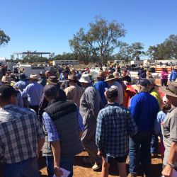 HASSALLS MEGA CONSTRUCTON AUCTION HITS DALBY